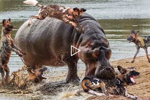 10 Unbelievable Strong Pack Hunter Animals In The Wild