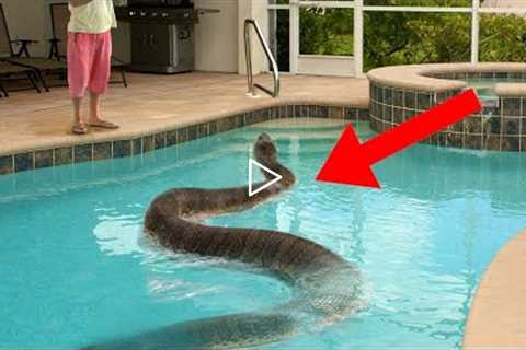 10 Bizarre Things People Found in Their Pool