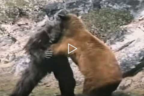 Gorilla VS Bear. Who Would Win?