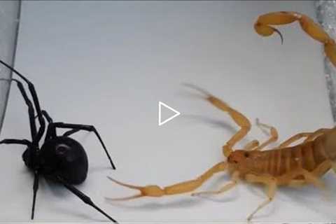 Scorpion vs Spider, Crab, Praying Mantis, Camel Spider, Hornet and even a Hedgehog