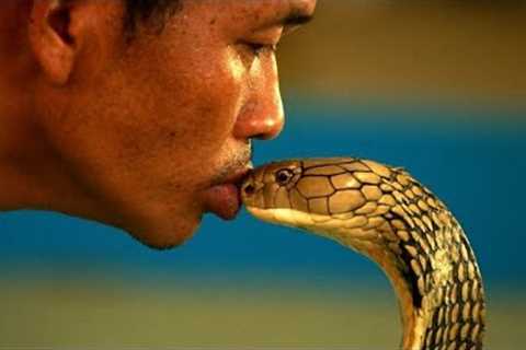 Here''s How A Cobra Is Selected For A Snake Show